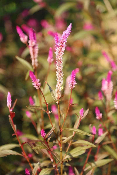 Cockscomb blommor i parken — Stockfoto