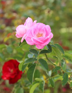 Bahçedeki gül çiçeği