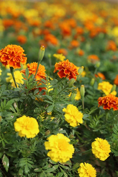 Marigold flowers blooming in field — Stock Photo, Image