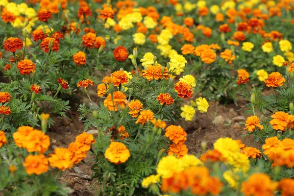 Marigold çiçek çiçeklenme alanında — Stok fotoğraf