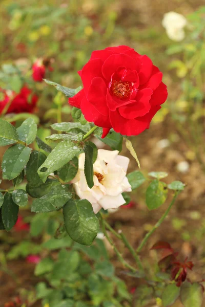Rosa flor no jardim — Fotografia de Stock