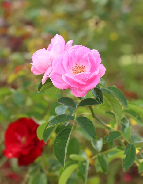 Růžový květ v zahradě — Stock fotografie