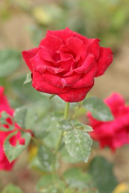 Bahçedeki gül çiçeği