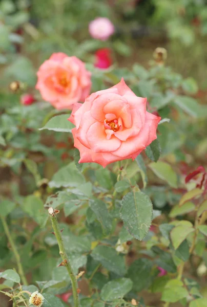 Rosa flor no jardim — Fotografia de Stock