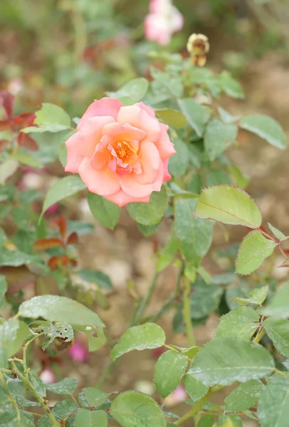Kwiat róży w ogrodzie — Zdjęcie stockowe