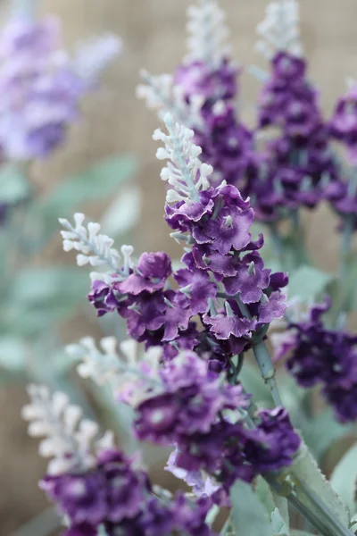 Bela lavanda roxa de flores artificiais — Fotografia de Stock