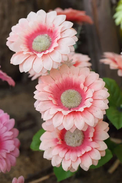 カラフルな偽菊の花 — ストック写真