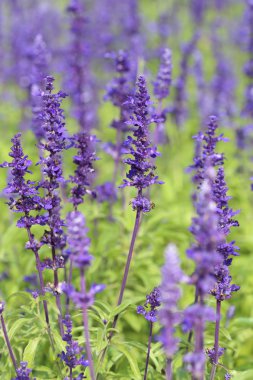 bahçede büyüyen lavanta