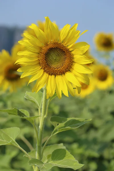 Girasole nel campo — Foto Stock