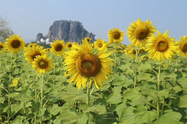 Sunflower in field — Stock Photo, Image