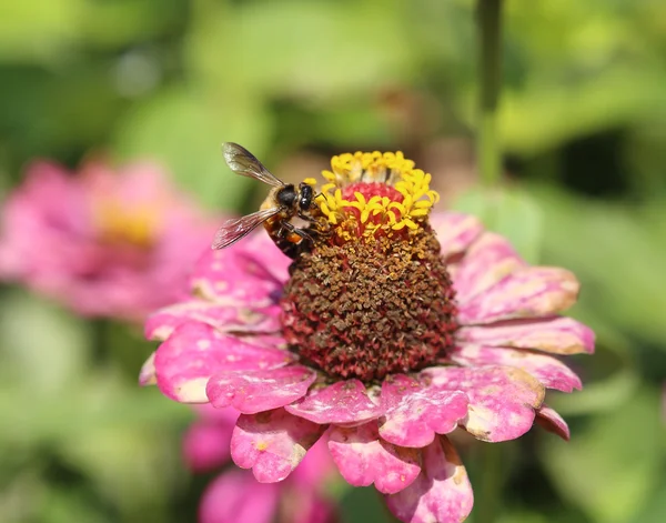 Ζίννια ροζ λουλούδια και μέλισσα — Stockfoto