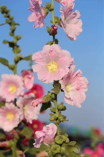 Pink hollyhock (Althaea rosea) blossoms — Stock Photo, Image