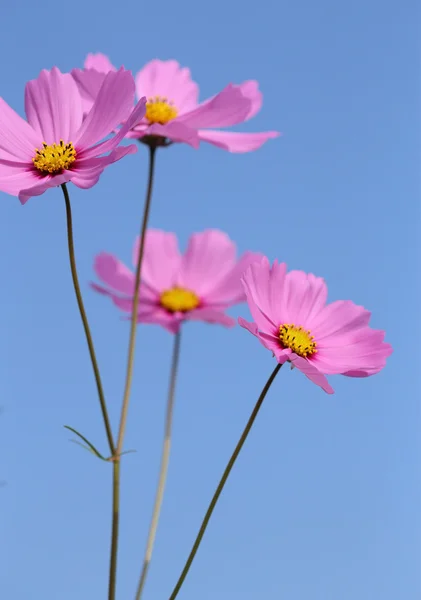 Hermosa flor del cosmos —  Fotos de Stock
