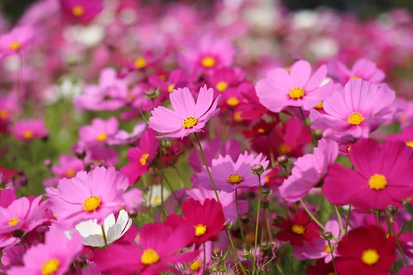 Güzel cosmos çiçek — Stok fotoğraf