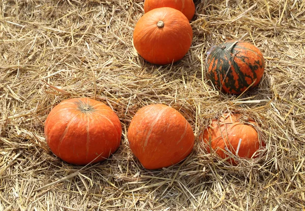 Pumpkin on straw — Stock Photo, Image