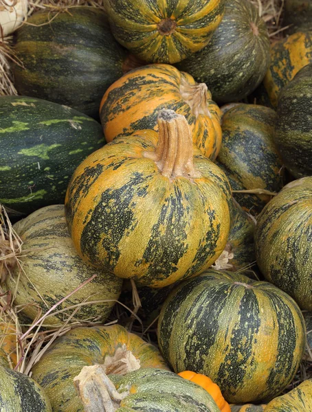 Ripe pumpkin — Stock Photo, Image