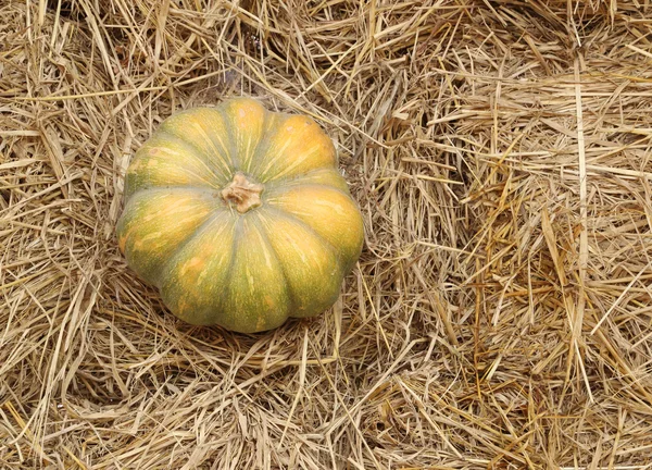 Veel rijp groene pompoen — Stockfoto