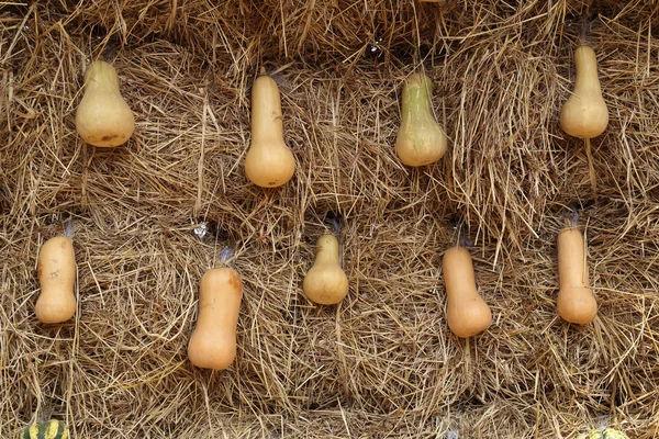 Freshly harvested butternut pumpkins — Stock Photo, Image