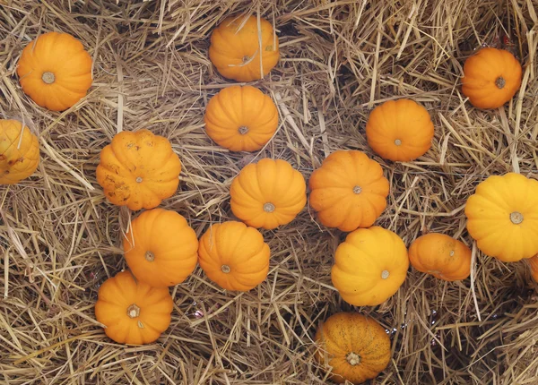 Small pumpkin — Stock Photo, Image