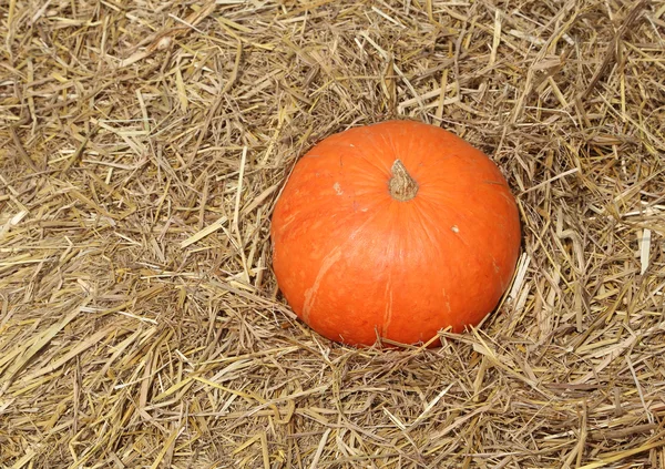 Pumpkin on straw — Stock Photo, Image