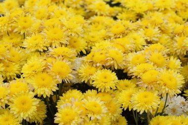 Sarı kasımpatı çiçekleri