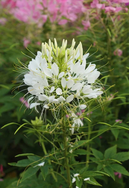 Spider flower in bloom — Stock Photo, Image