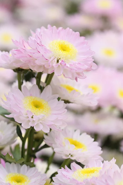 Chrysanthemums flowers — Stock Photo, Image