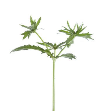 maydanoz genç fidan