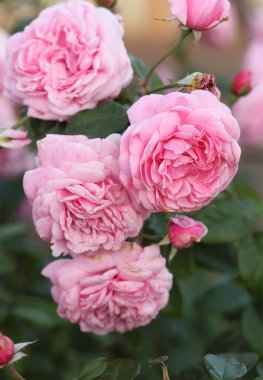 bitki pembe Gül çiçek