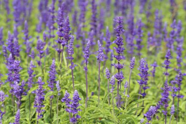 bahçede büyüyen lavanta