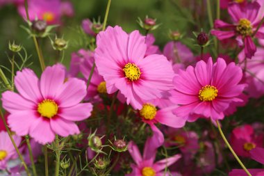 güzel cosmos çiçek