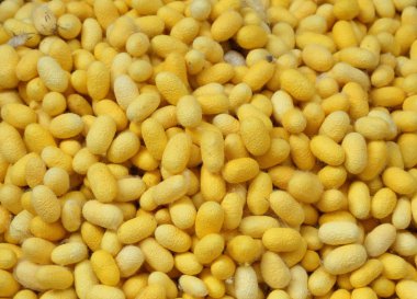 lavabo solucan grup yuva koza