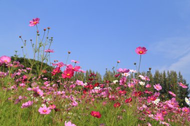 gökyüzü ile güzel cosmos çiçek