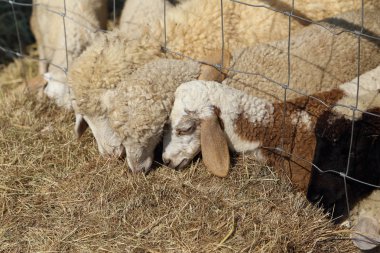 saman yiyen koyunlar