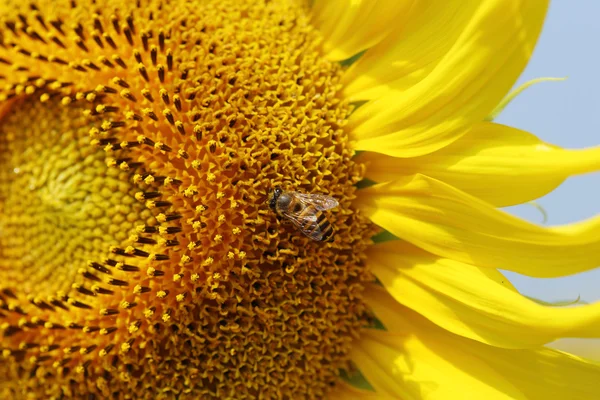 Avvicinamento dell'ape al girasole — Foto Stock