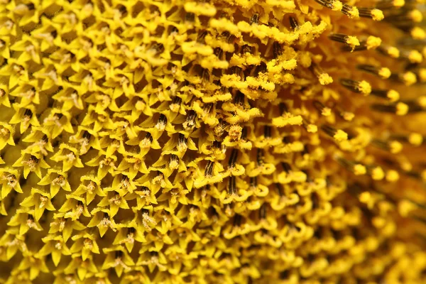 Close up girasole polline — Foto Stock