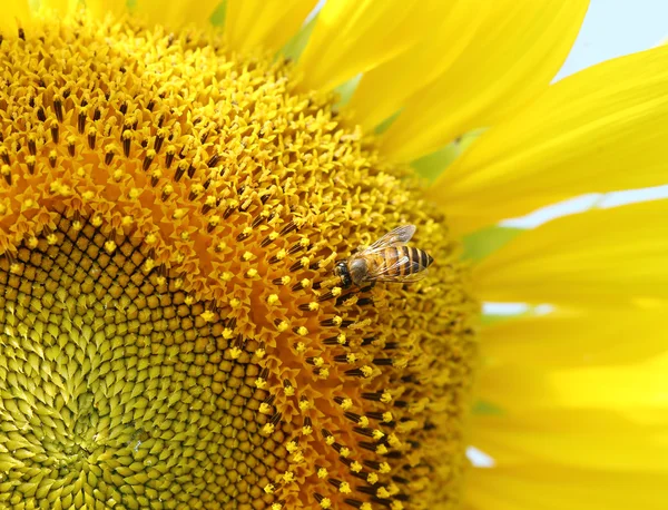 Nahaufnahme von Bienen auf Sonnenblumen — Stockfoto