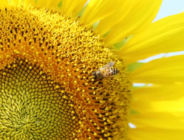 Avvicinamento dell'ape al girasole — Foto Stock