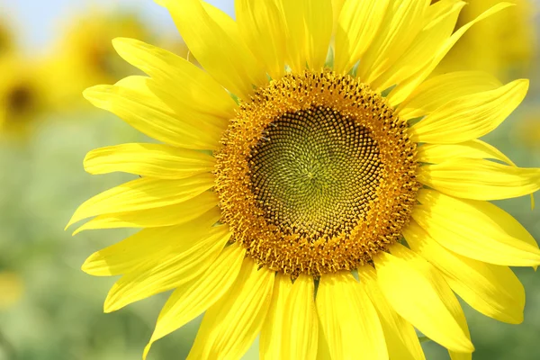 Närbild på Solrosen — Stockfoto