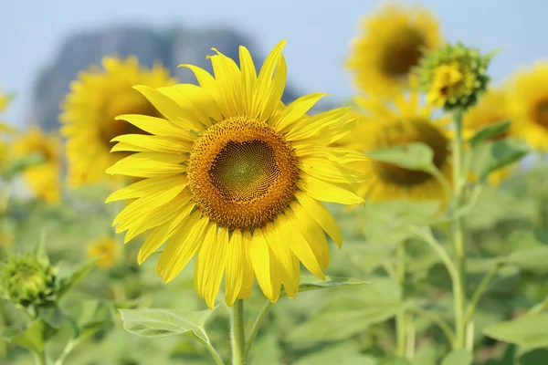 Solros i fältet — Stockfoto