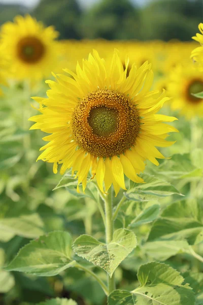 Ayçiçeği tarlada — Stok fotoğraf