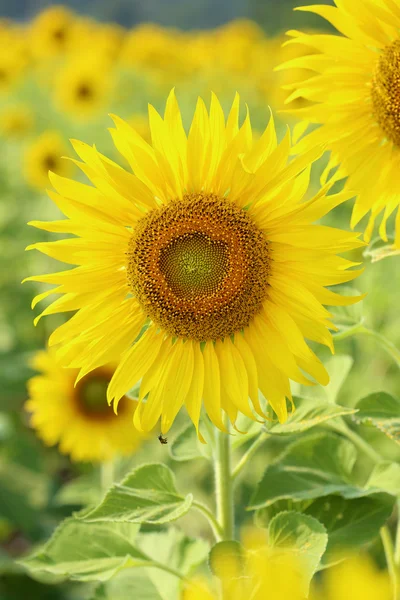 Girasole nel campo — Foto Stock