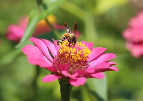 Flores de zinnia rosa y abeja — Foto de Stock