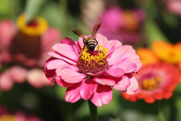 Fiori di zinnia rosa e api — Foto Stock