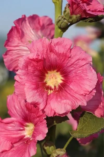 Hollyhock rosa (Althaea rosea) flores — Fotografia de Stock