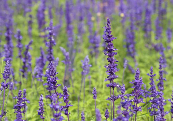 Lavanda crescendo no jardim — Fotografia de Stock