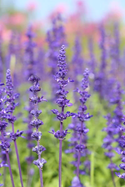 Lavender growing in garden — Stock Photo, Image