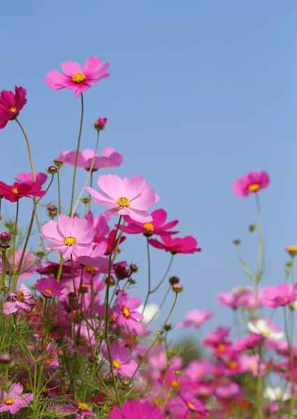 Красиві рожеву малу квітку — стокове фото
