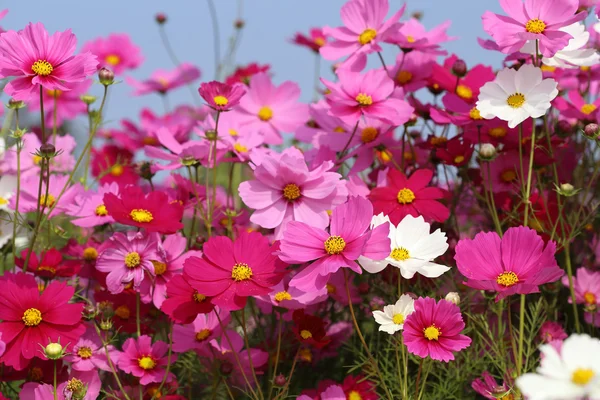 Güzel cosmos çiçek — Stok fotoğraf