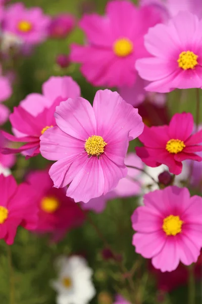 美丽的波斯菊花卉 — 图库照片